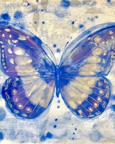 Specimen-morpho-